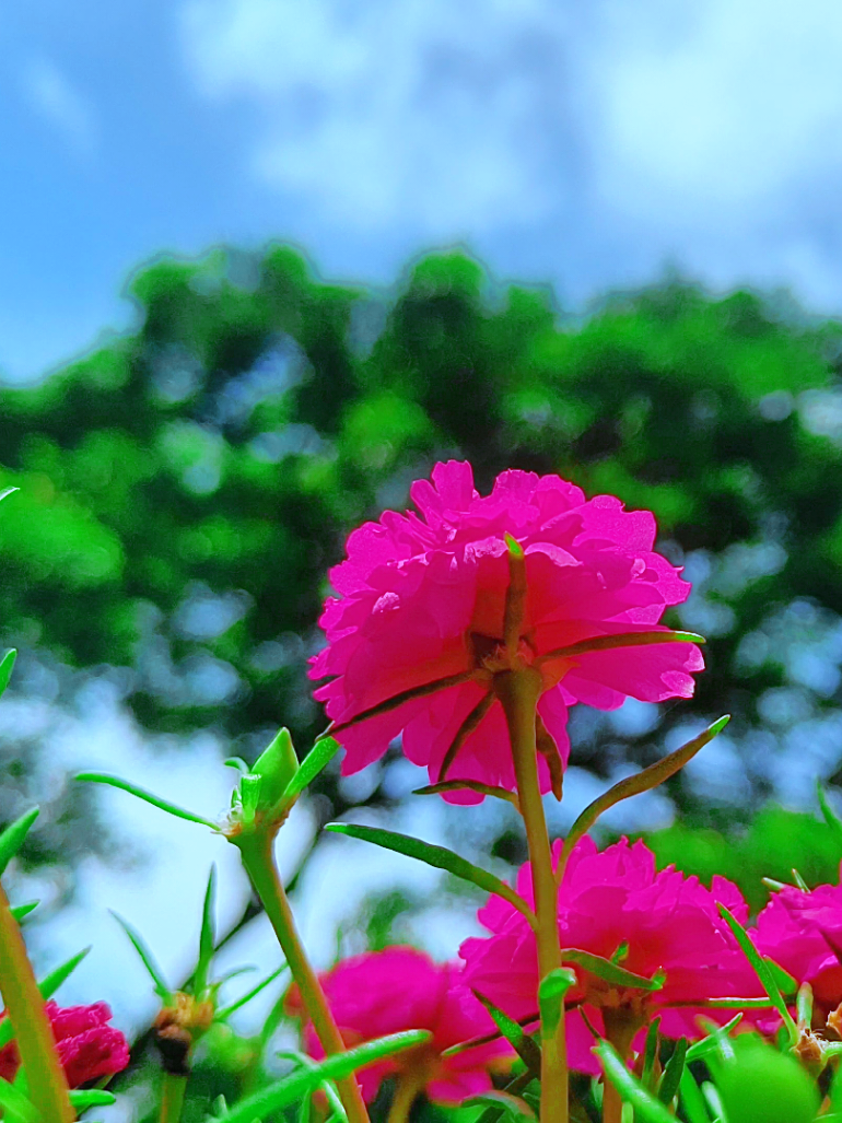 @🪺🦋বাংলার প্রকৃতি 🌾🌹