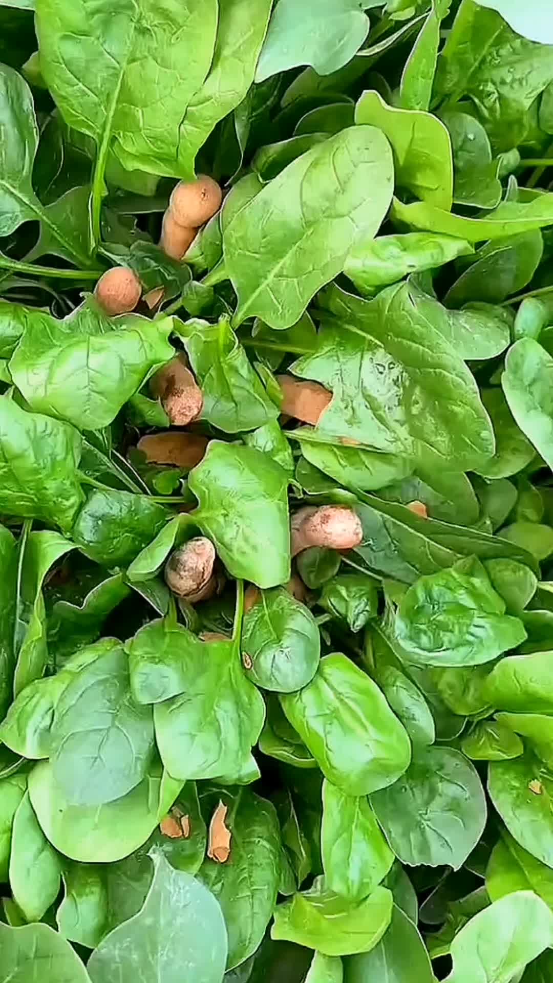 @SatisfyCut