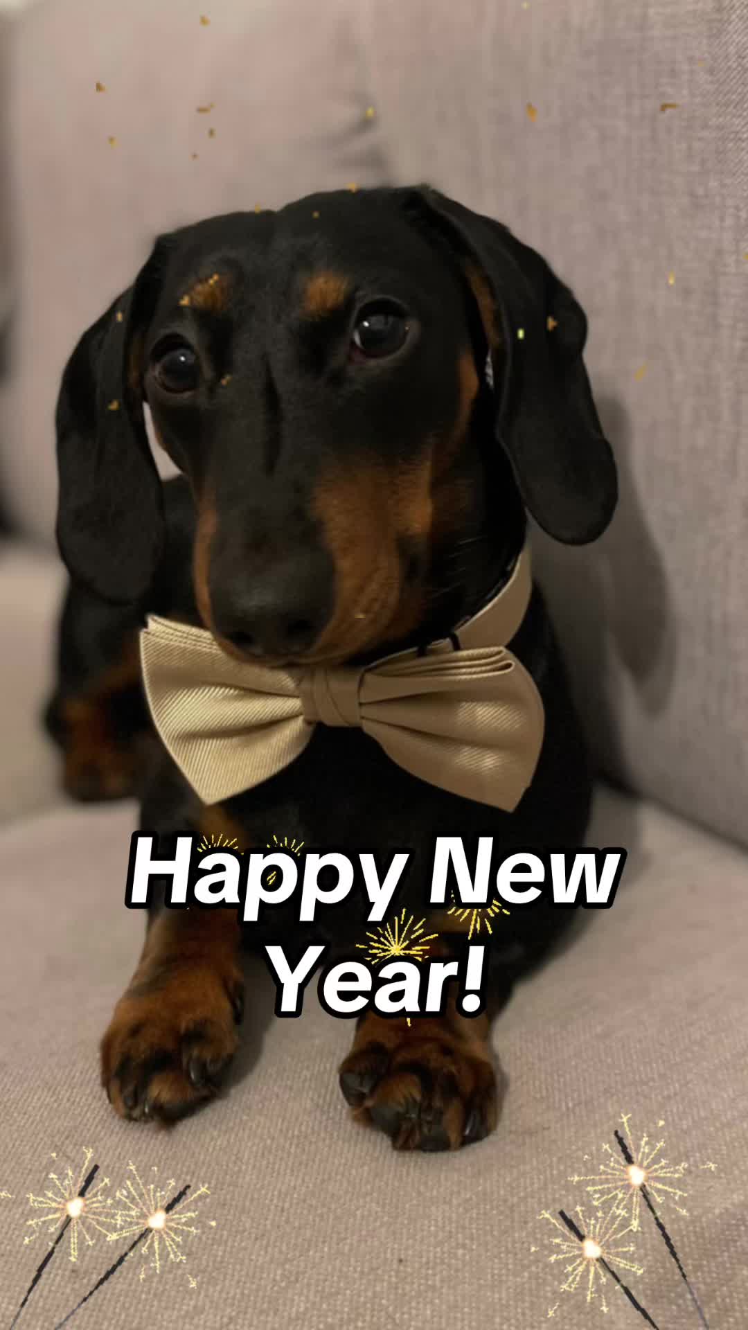@Nils The Mini Dachshund     🌭