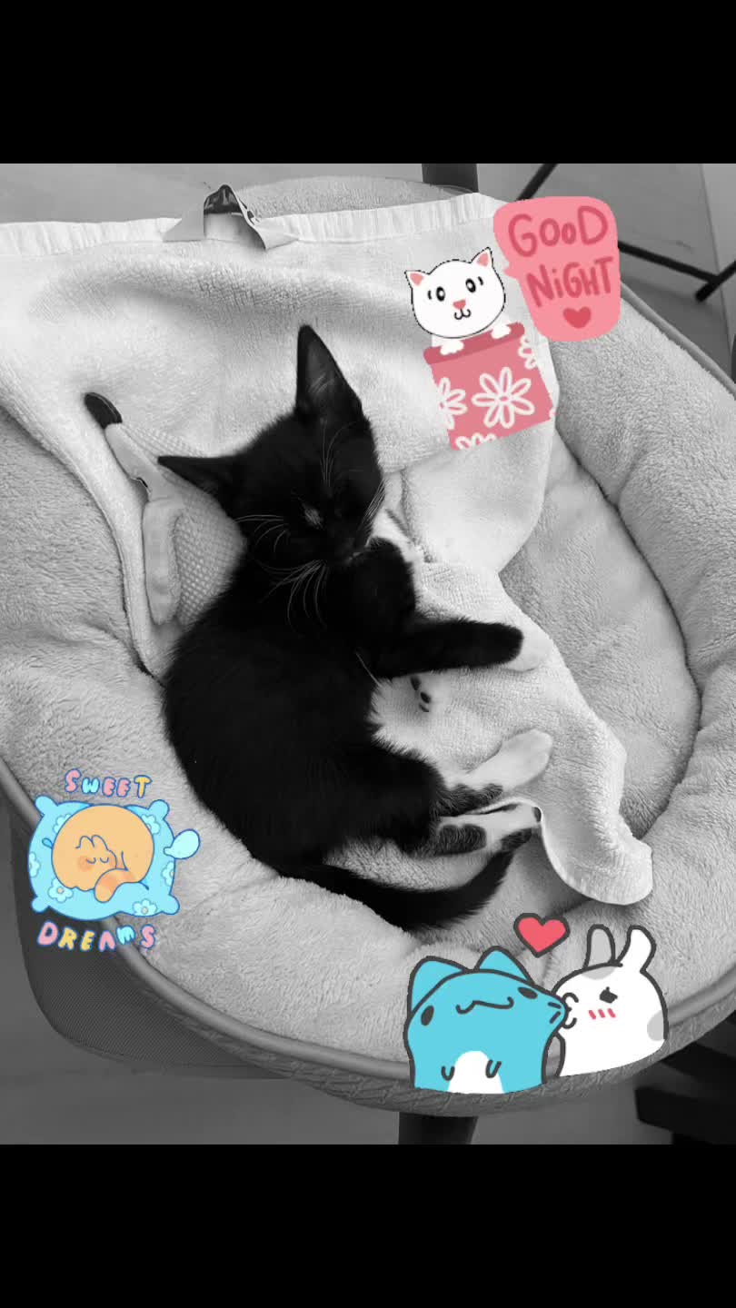 @Ryugyu Cat