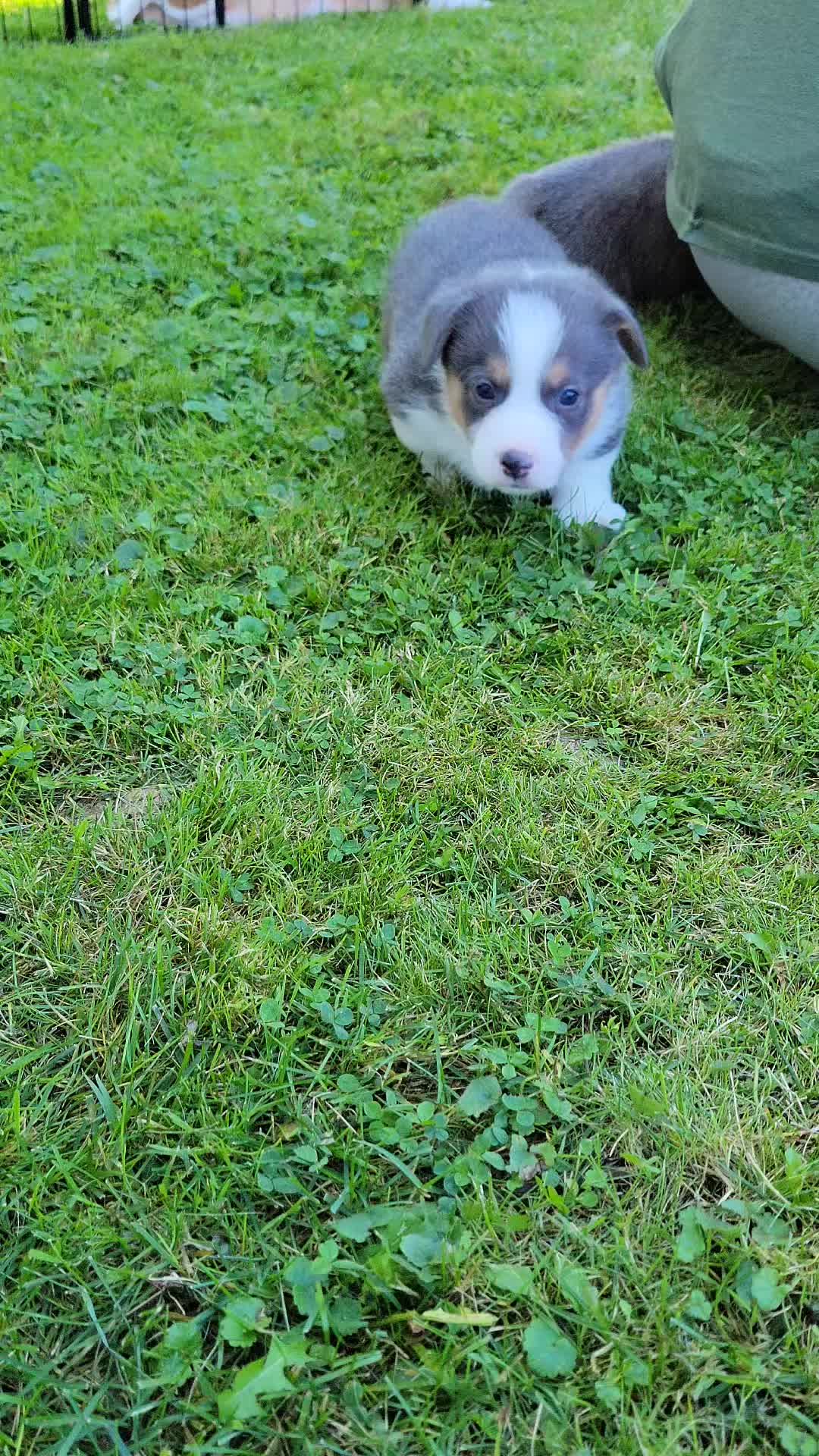 @J&R Shepherds & Corgis