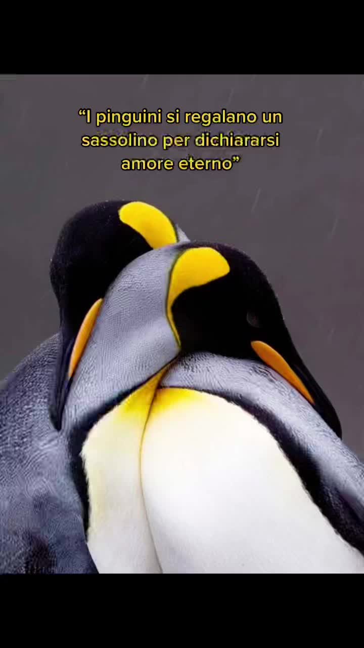 @Nicol Battaglia