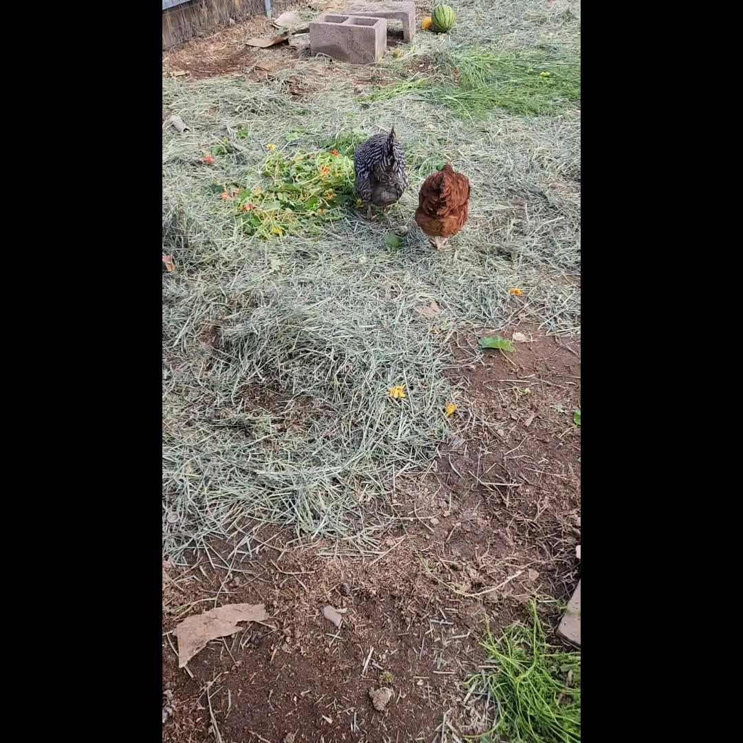 @ArtisticChickenButt