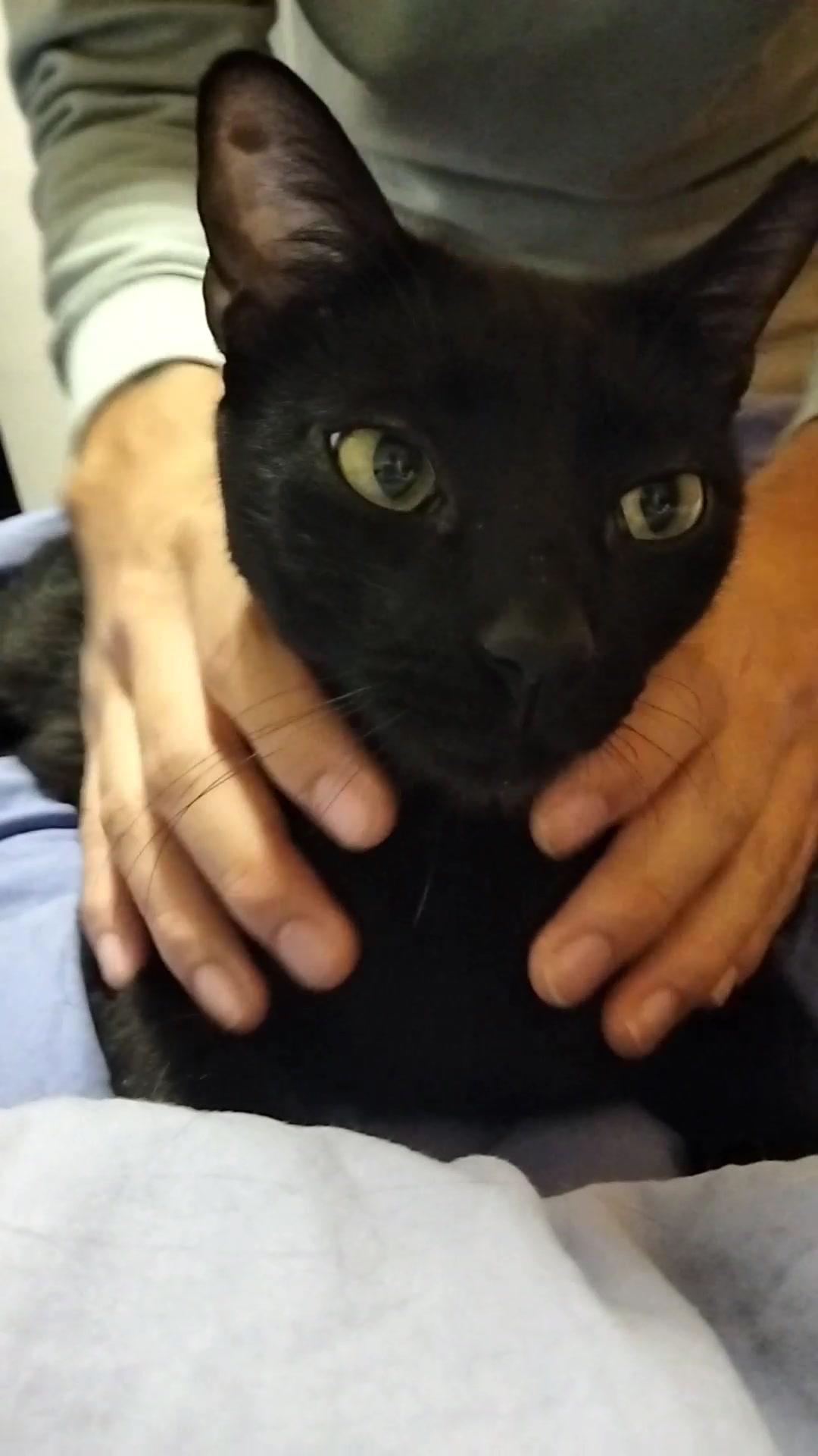 @lalocadelosgatos