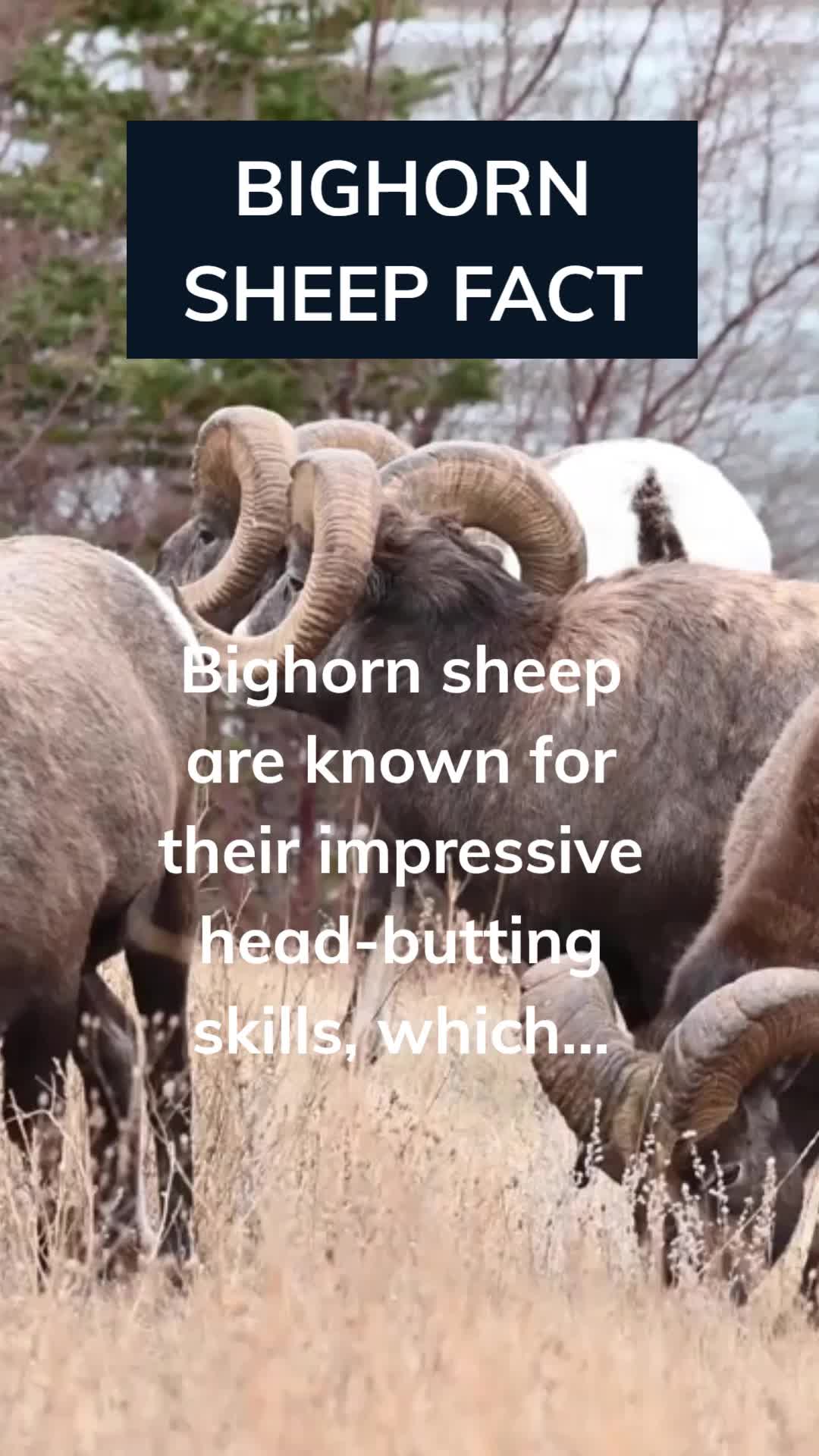@Amusing Animal Facts