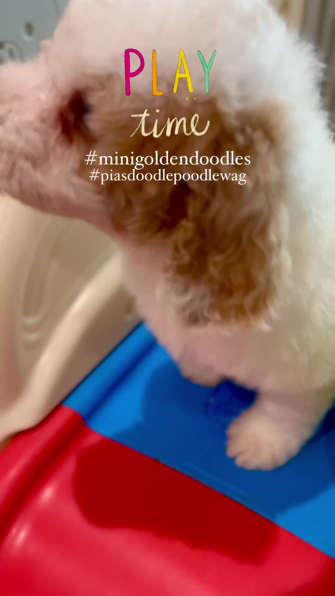 @PIA&rsquo;s Doodle Poodle Wag