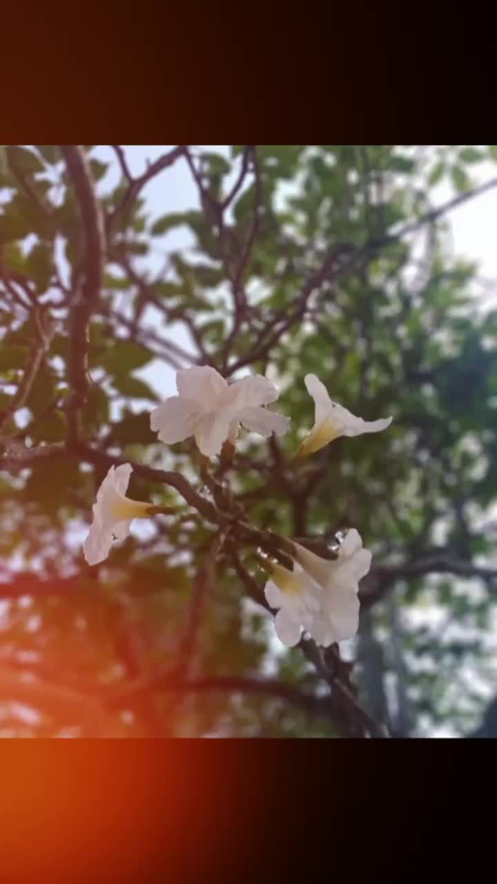@🧿Uma Balakrishnan💎