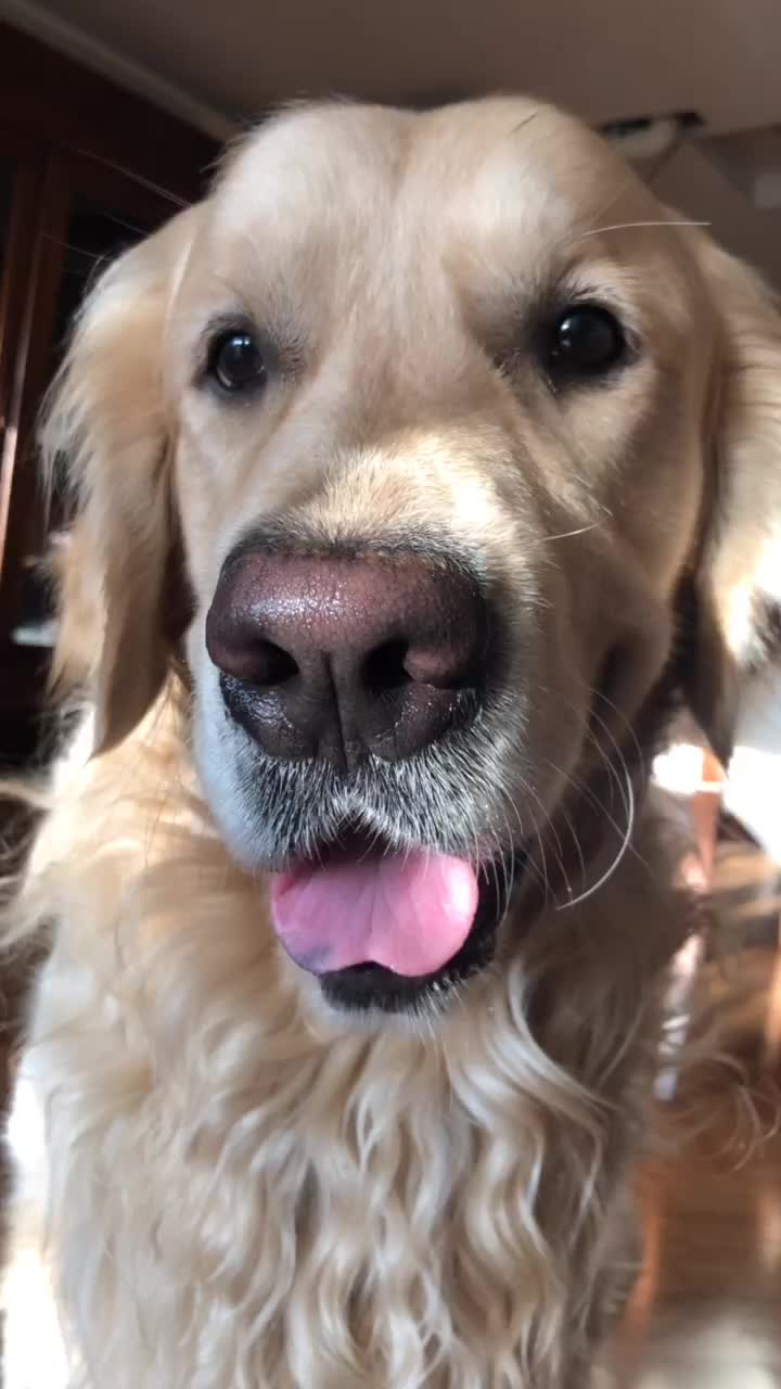 @Leo_nrl_golden