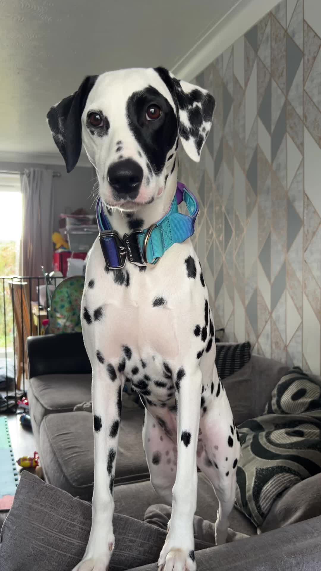 @Winter Dalmatian