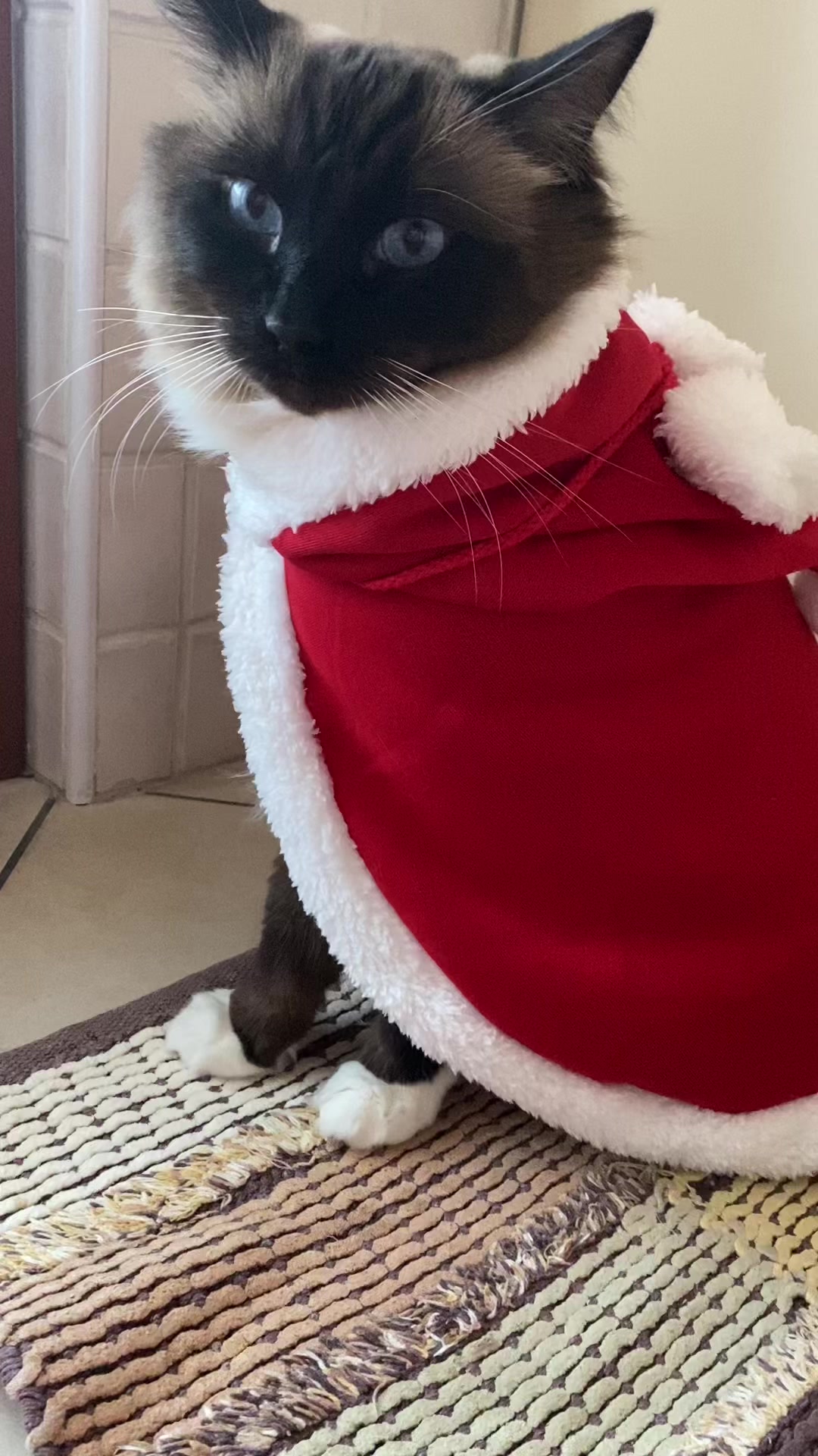 @Ren the Ragdoll Cat