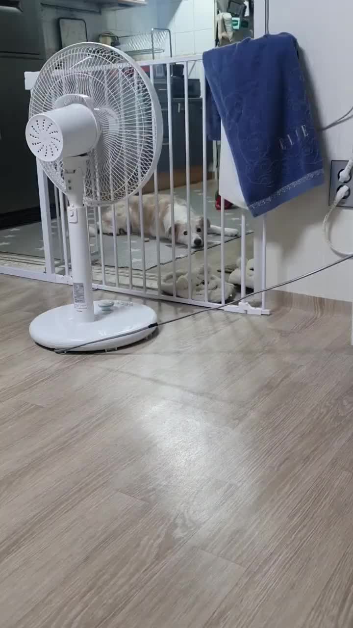 @레몬바라보리