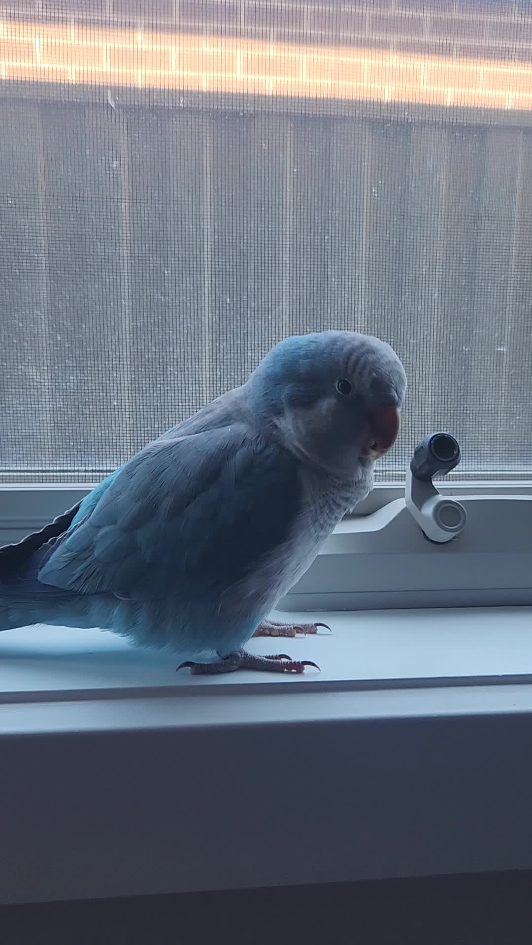 @Funnyparrotboys
