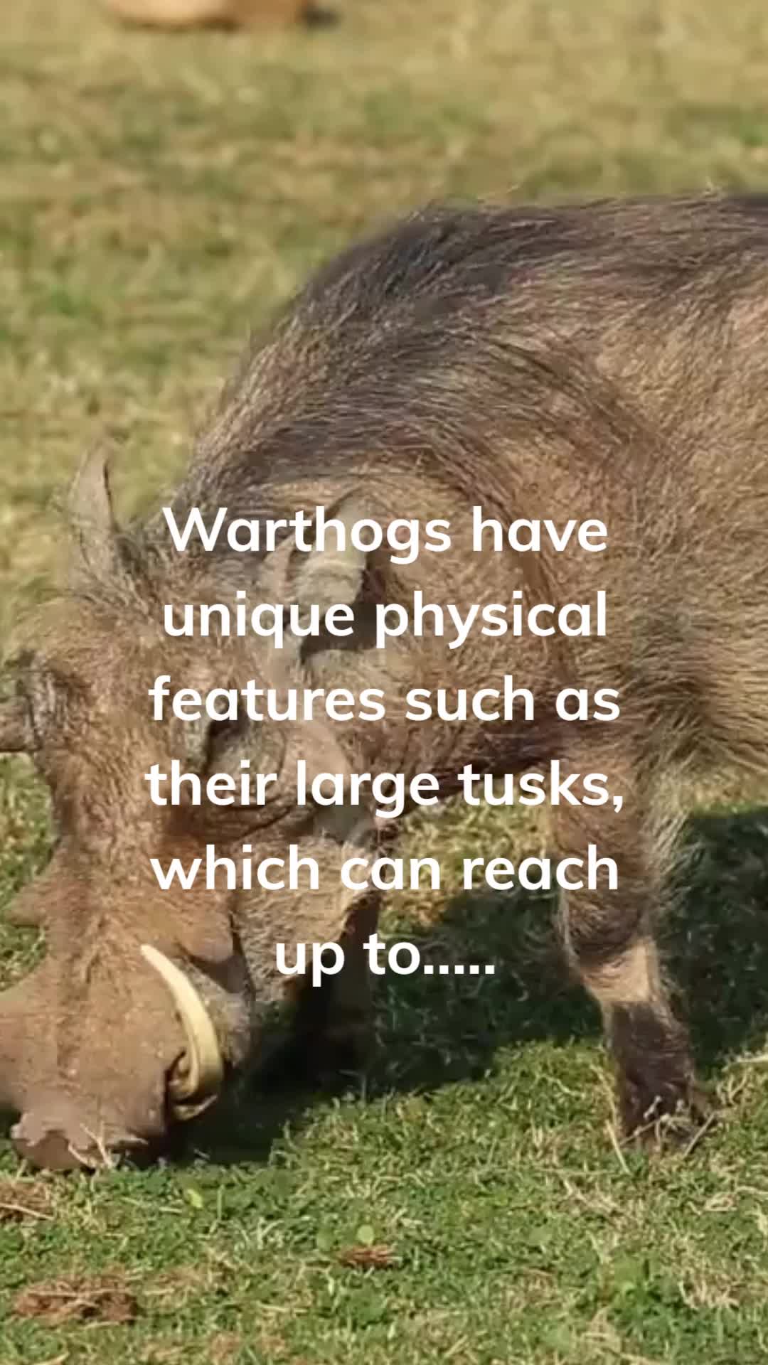 @Amusing Animal Facts