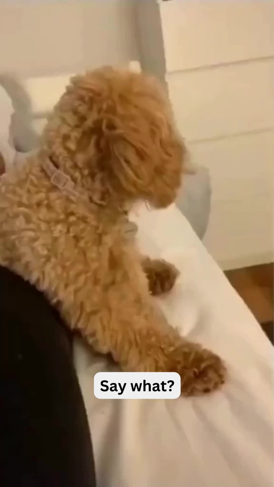 @Pet Guru