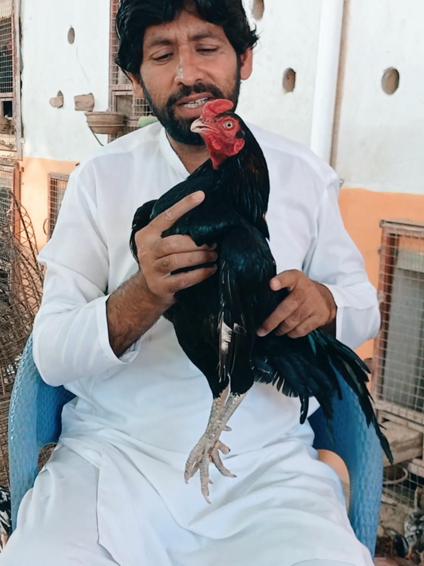 @Sajjad Aseel Farm