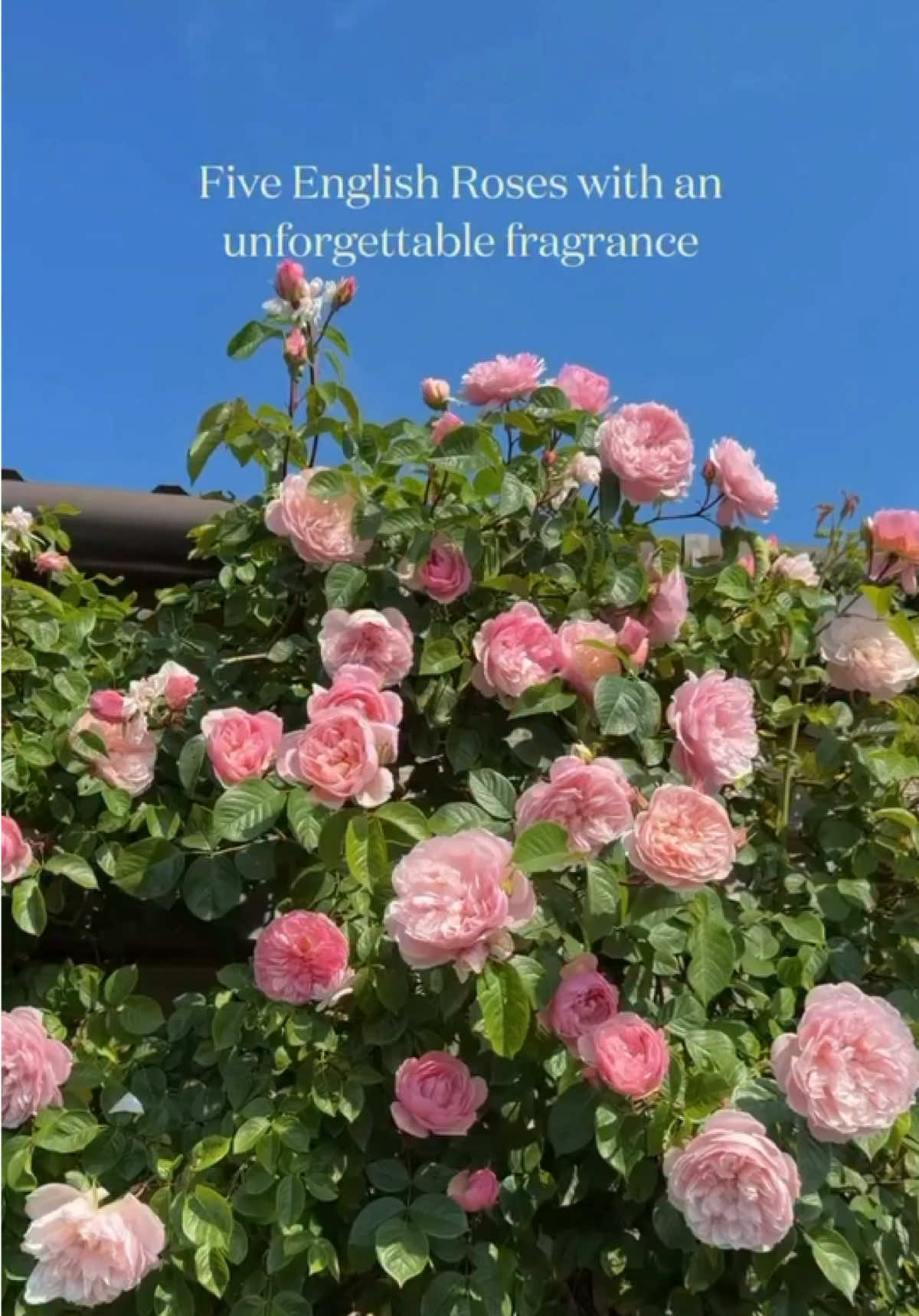 @David Austin Roses