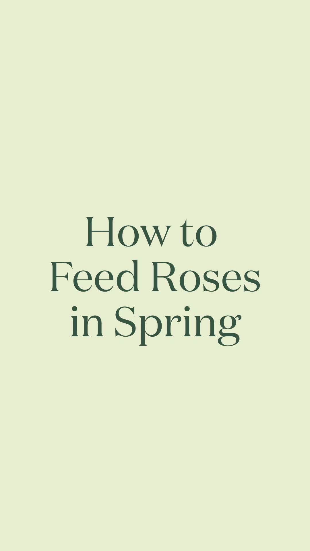 @David Austin Roses