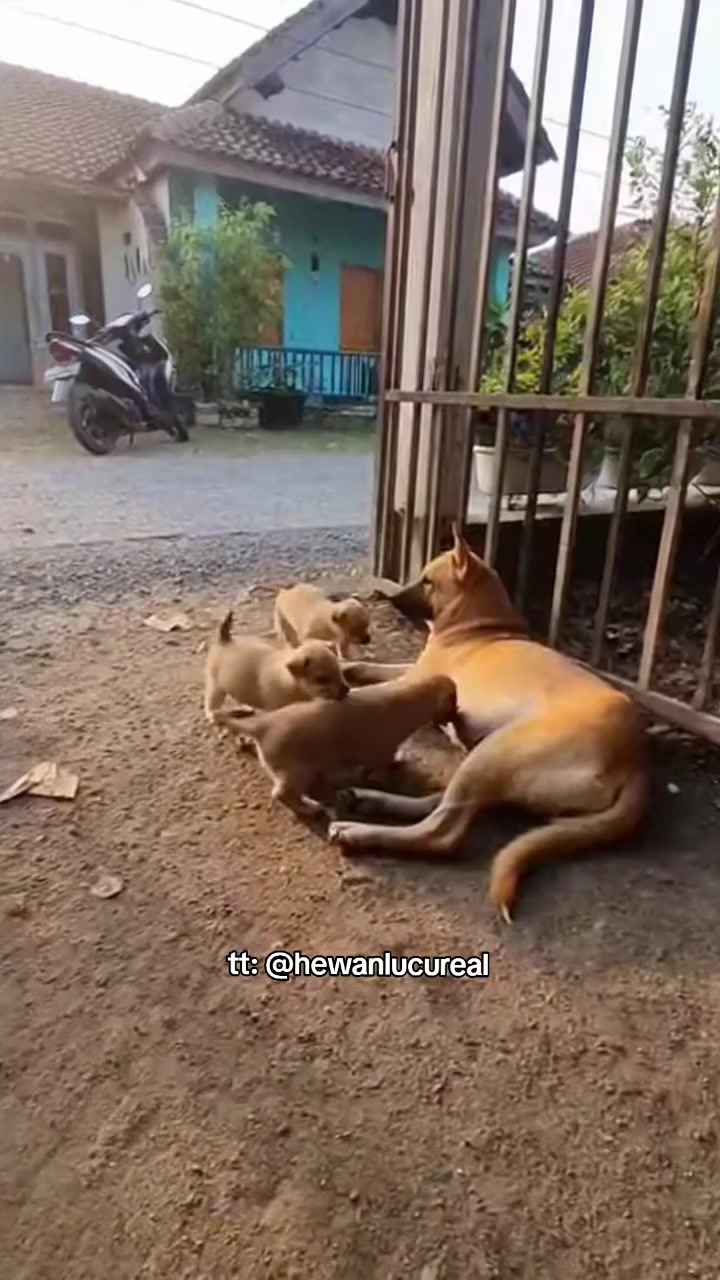 @Hewan Lucu🥰