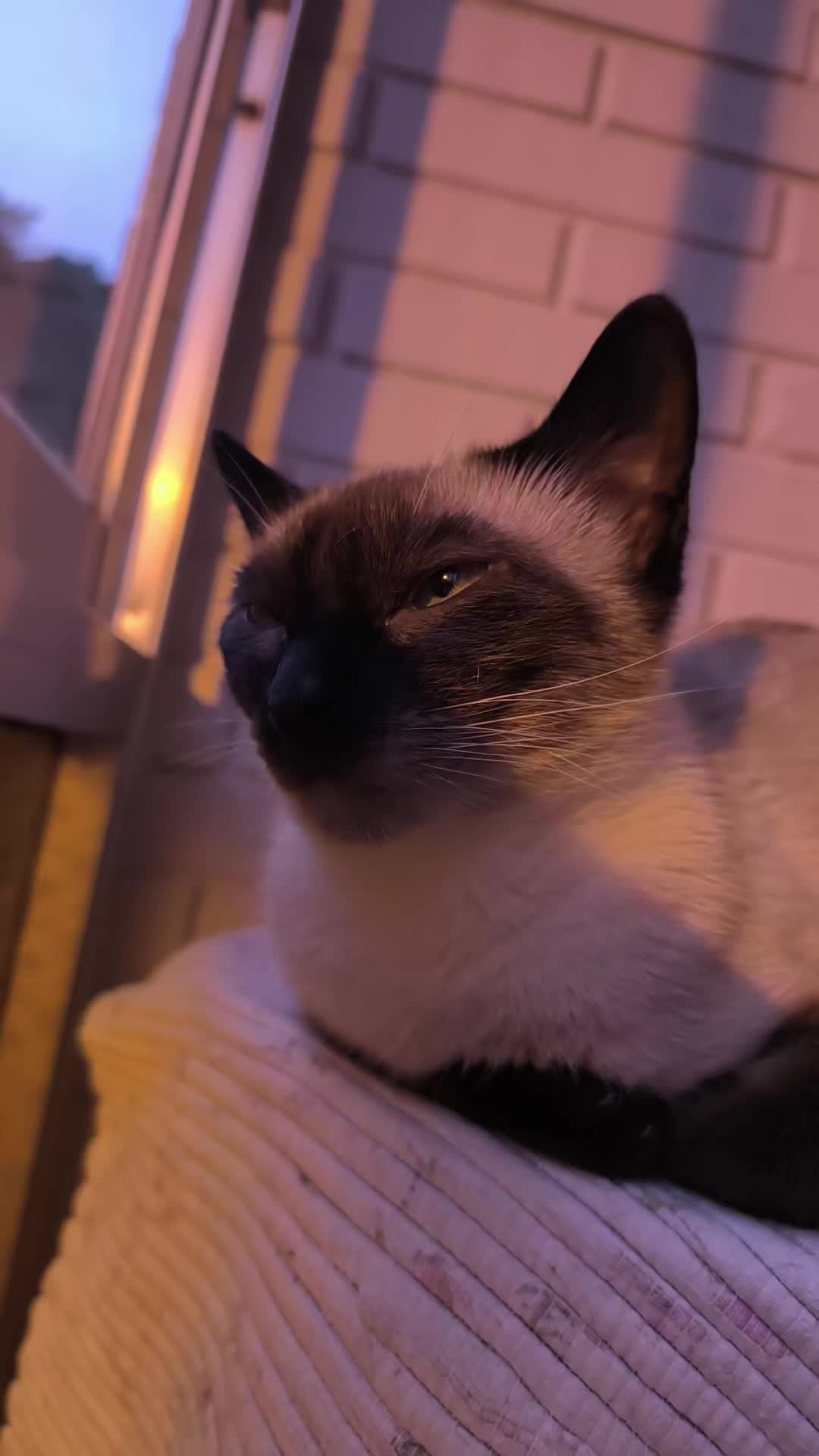 @La loca de los gatos
