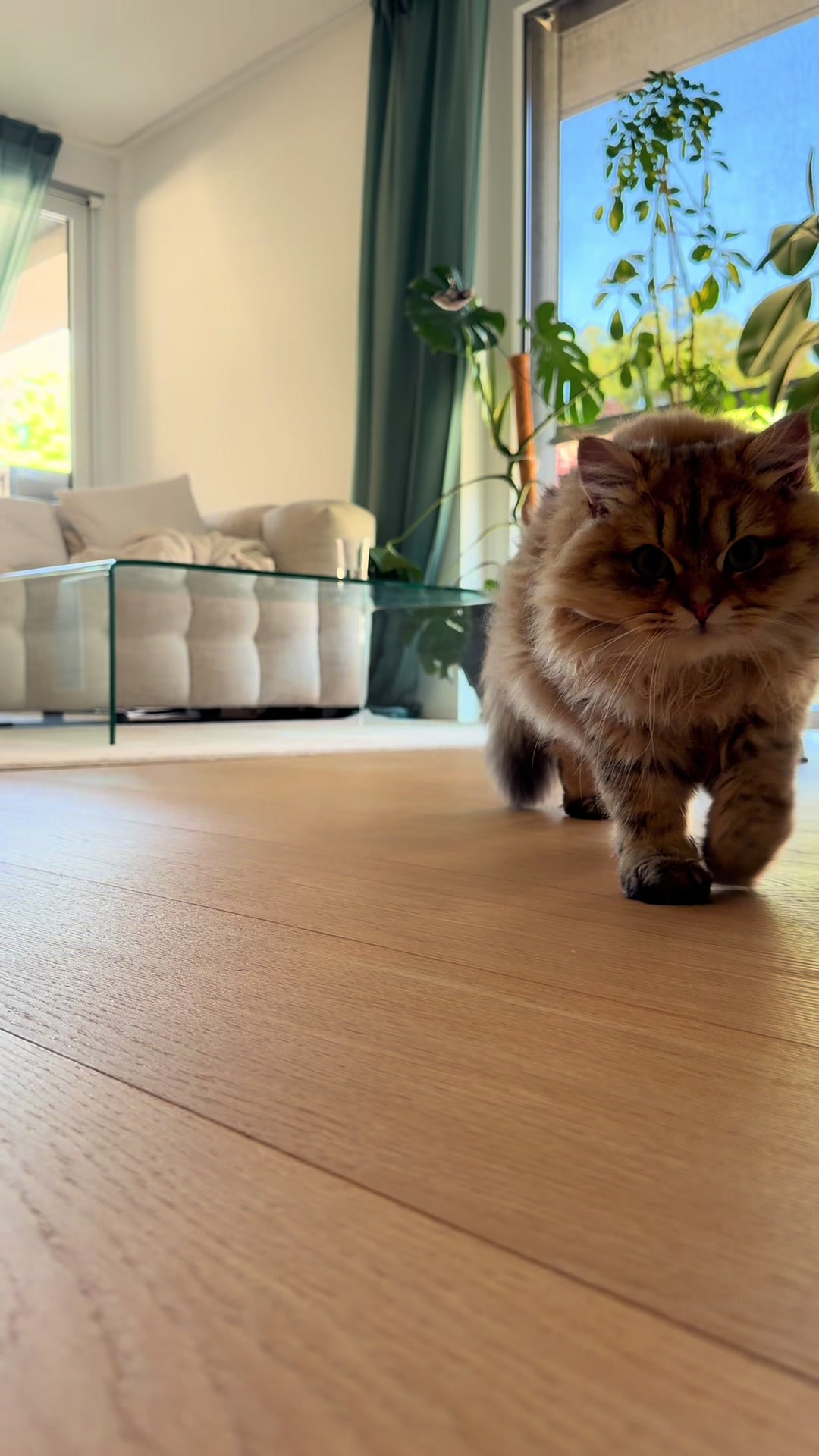 @Tommy the cat