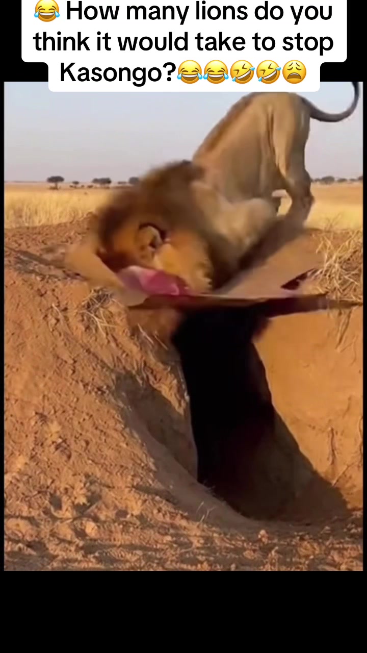 @Warthog