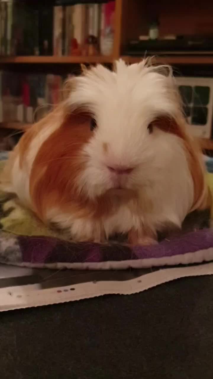 @Piggymassage