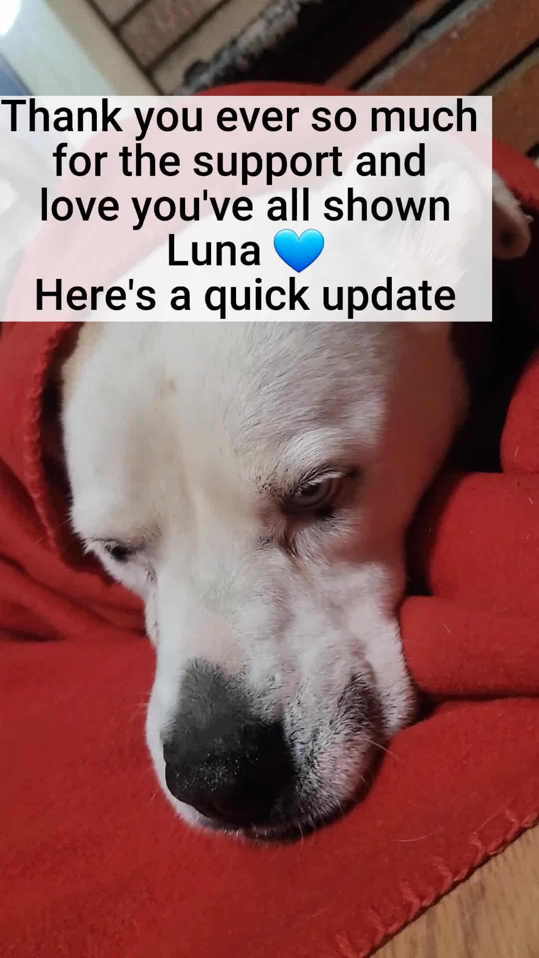 @Lulu ♡ Luna