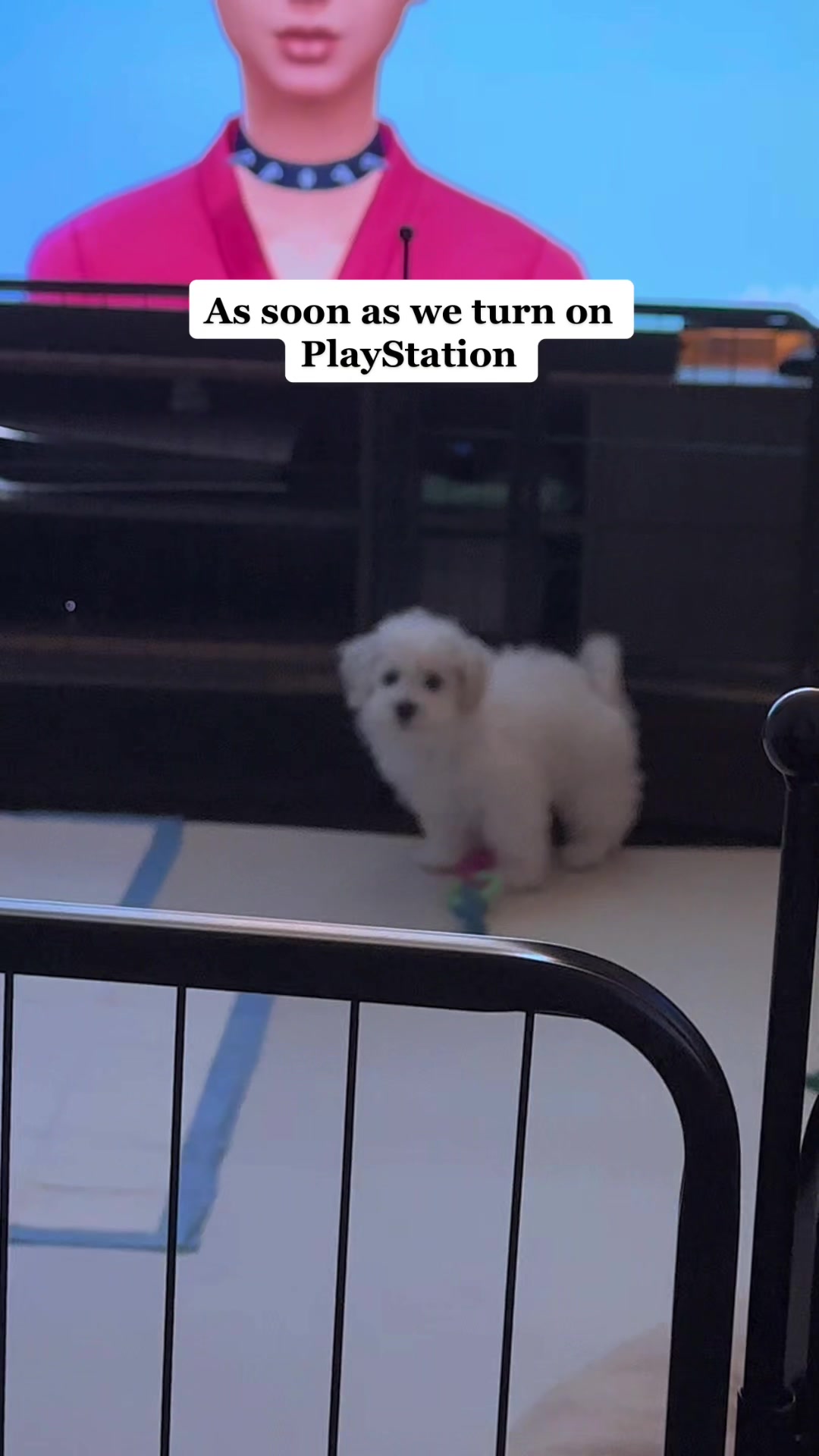 @Rui the Bichon