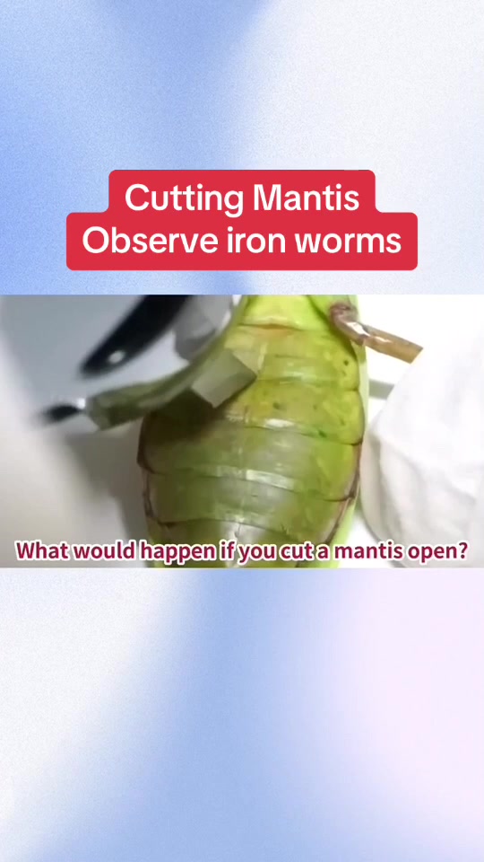 @InsectFlix