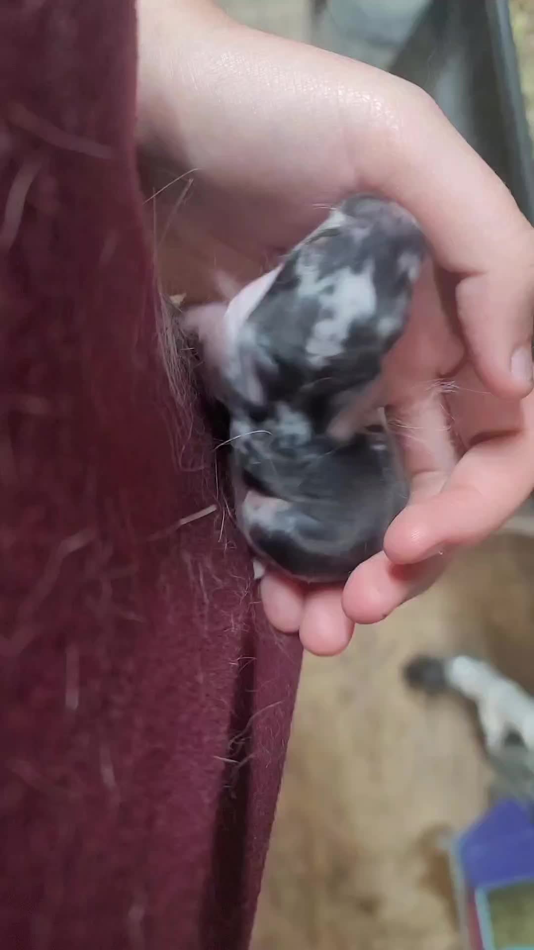 @ToT's Bunny Barn