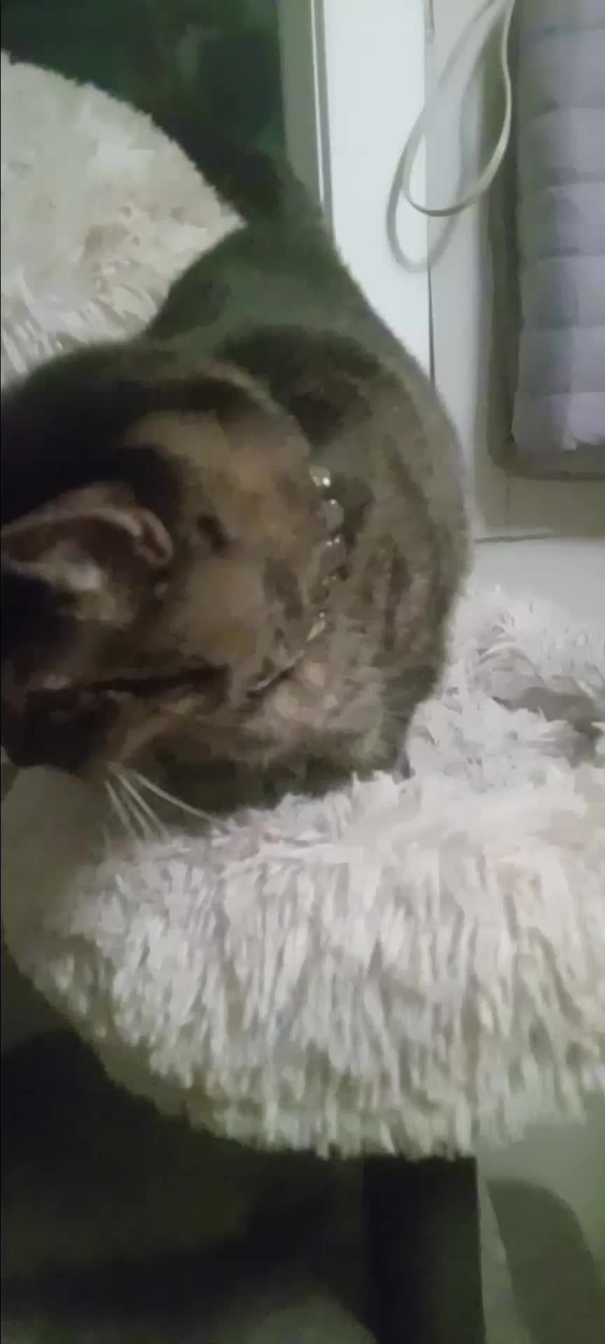 @Relaxcat_Tigerjames