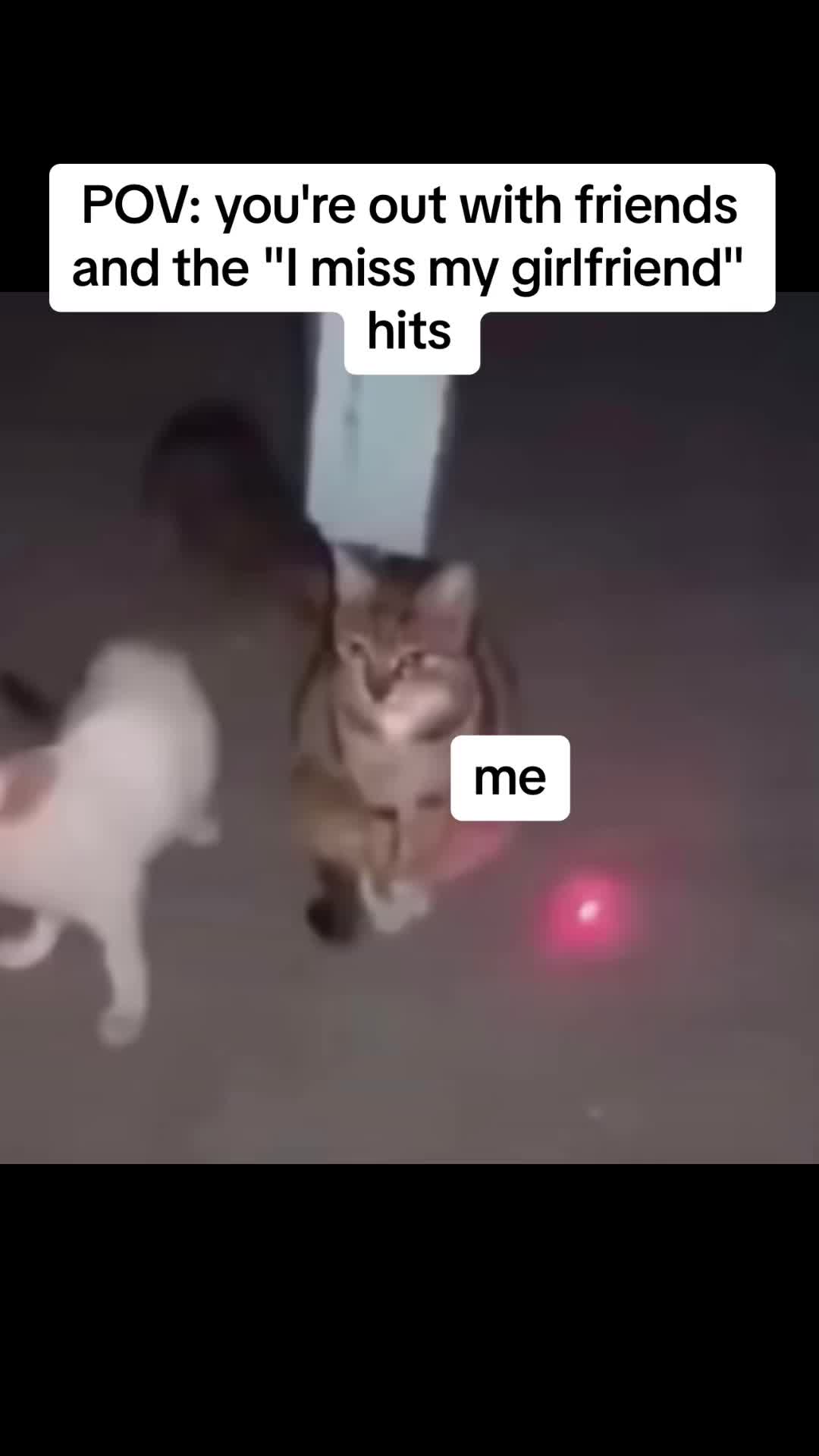@Cat Memes