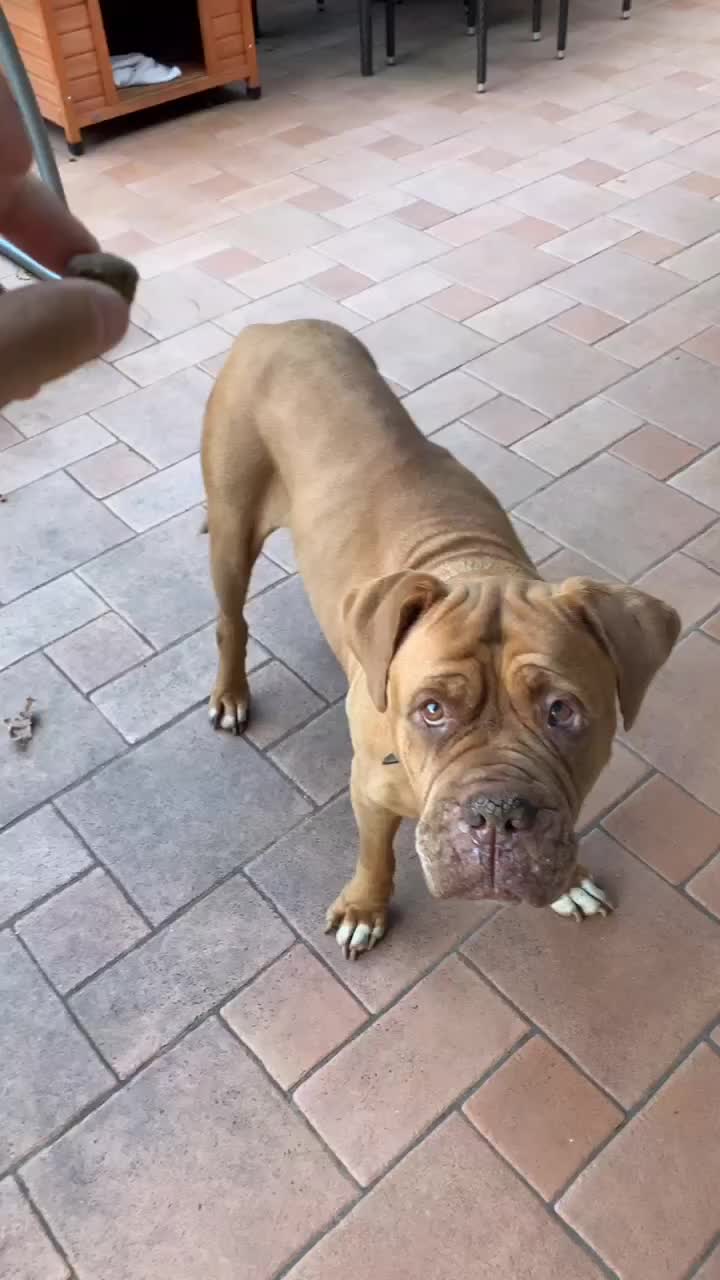@sonorosy🐶
