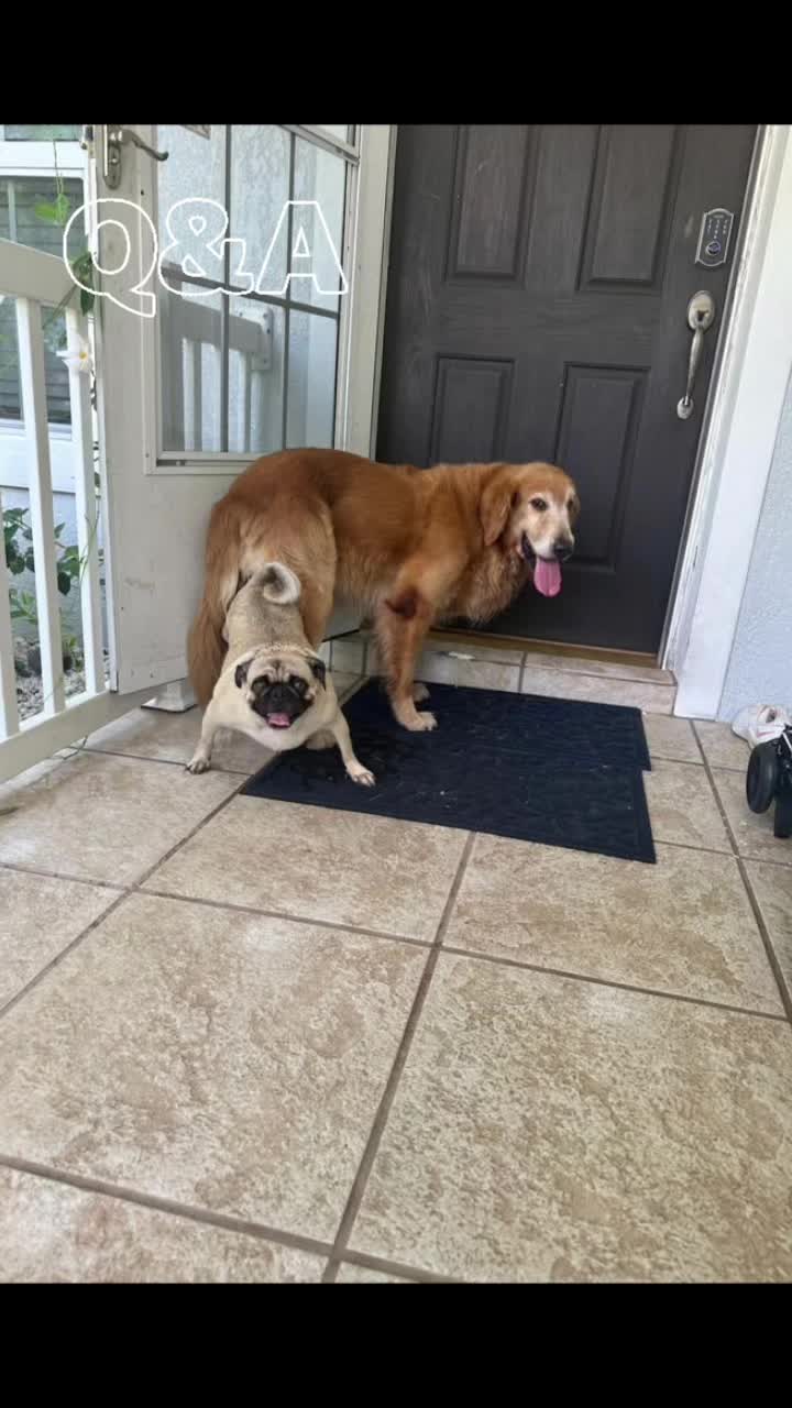 @Frankenstein Kennels