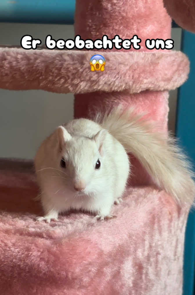 @Jenny&Skippi🐿️ TeamV🐿️u🦔🏰