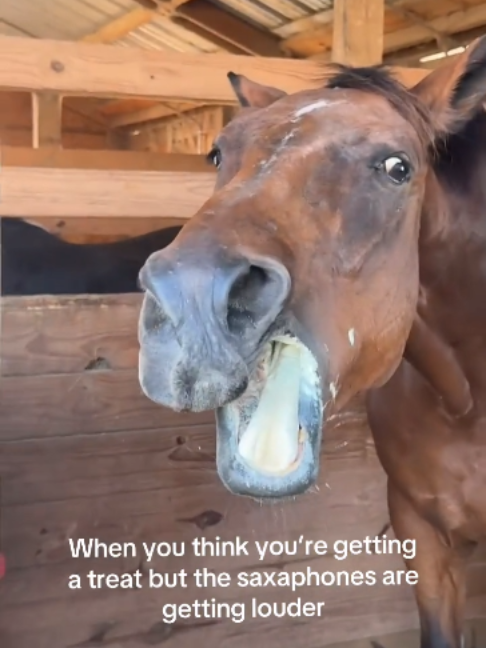 @Horses TikTok