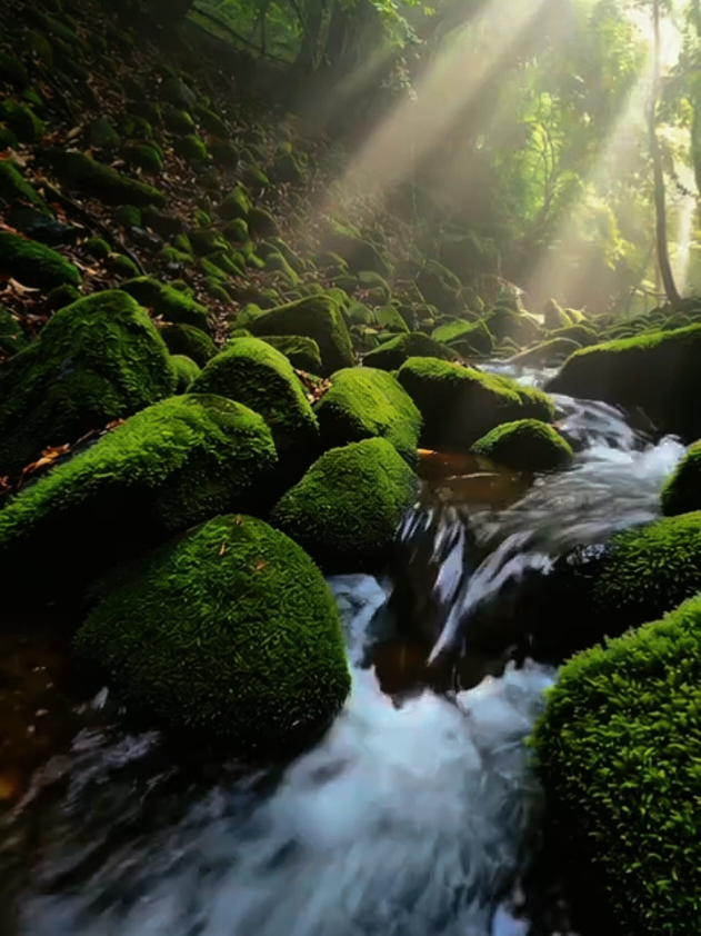 @4KNature