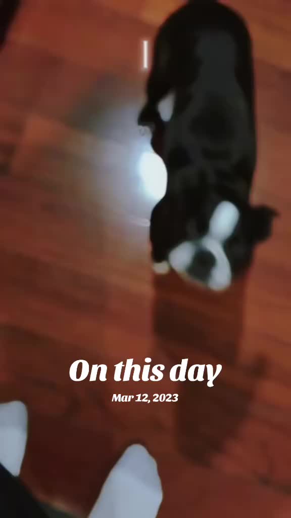 @Ruby the Boston Terrier-G7