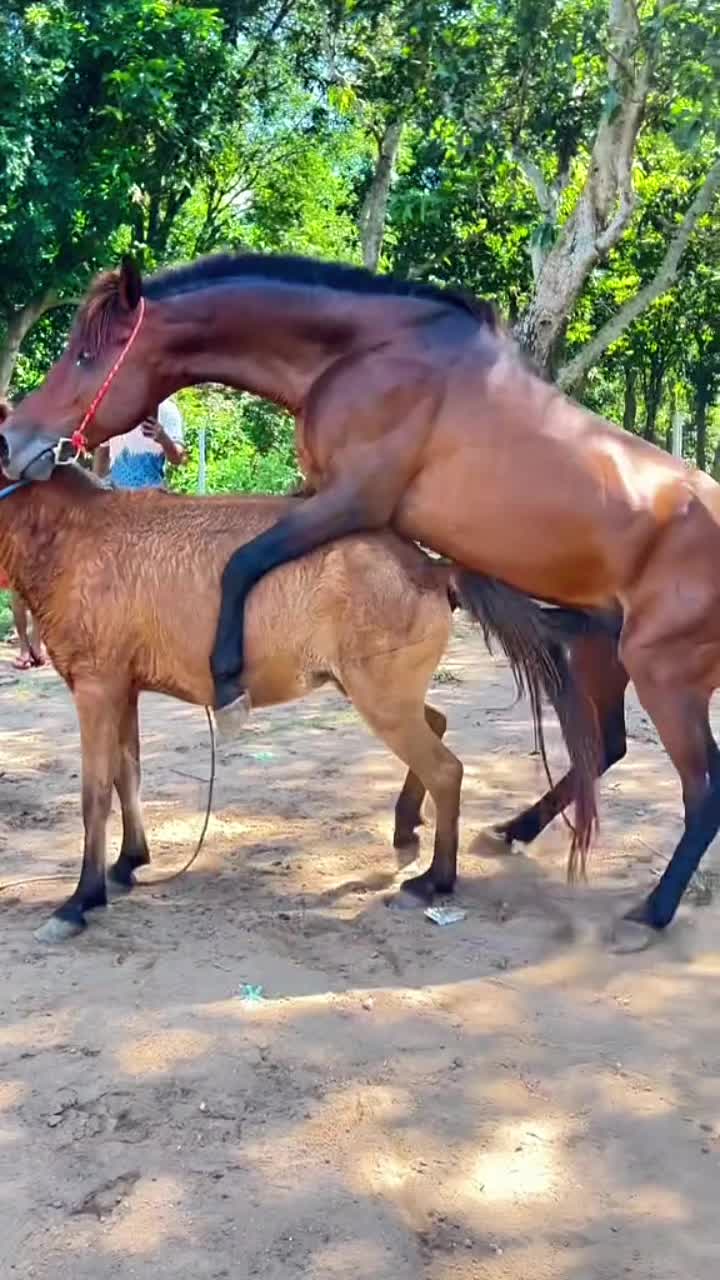 @horsebreeder