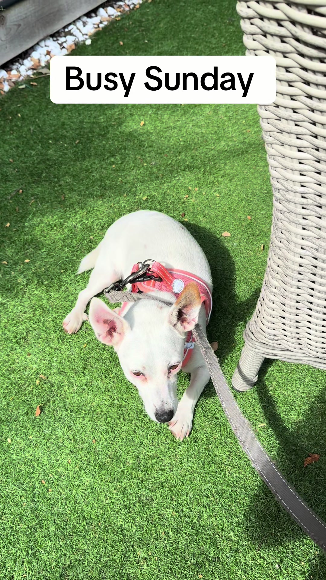 @spirit_and_paw