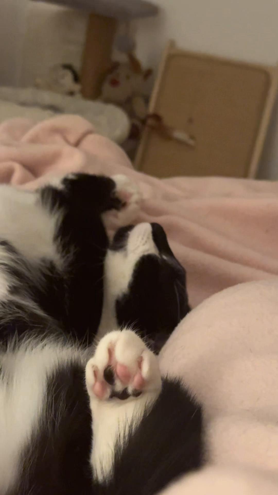 @Chibi.the.cat