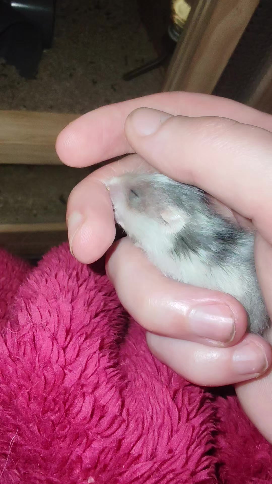 @Animal Passion