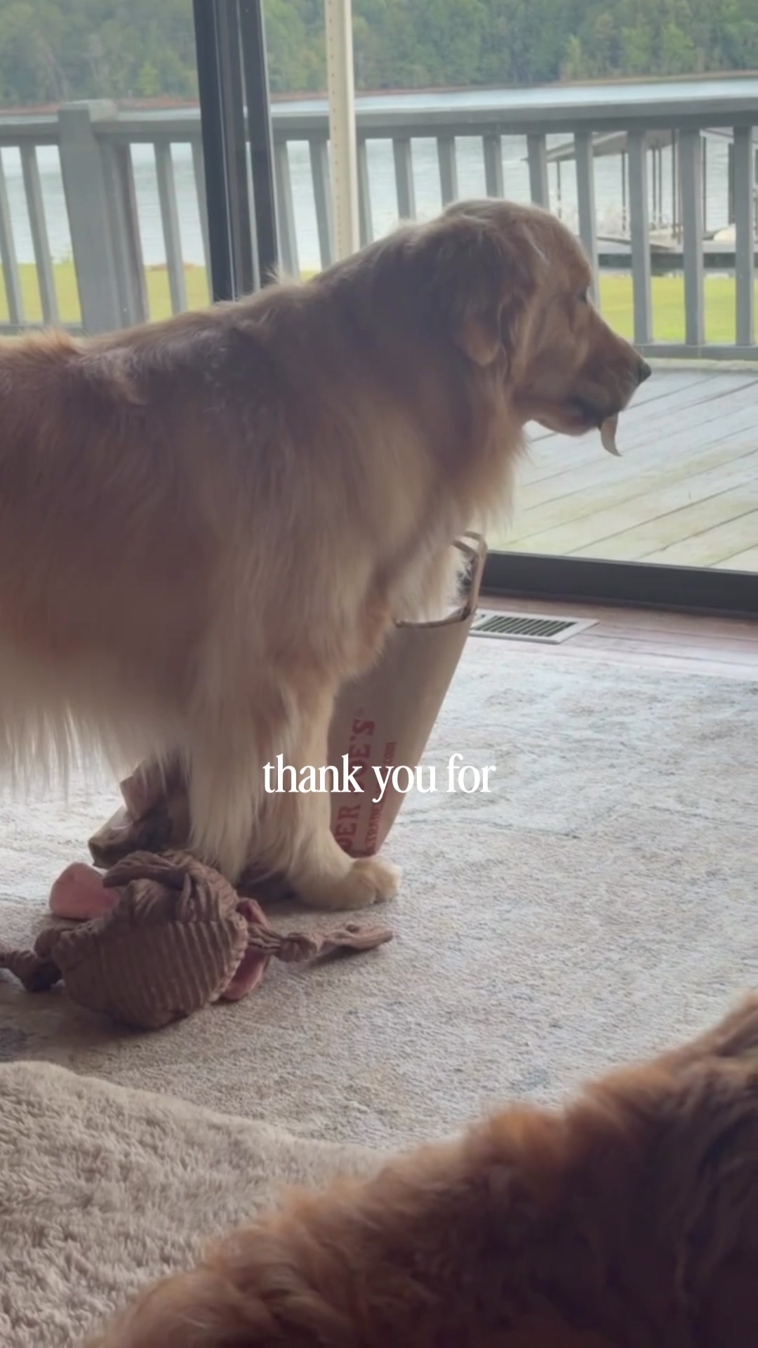 @DogMomisms