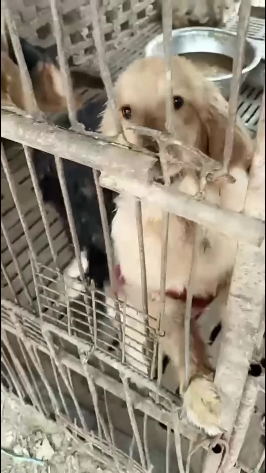 @Galgos del Sol
