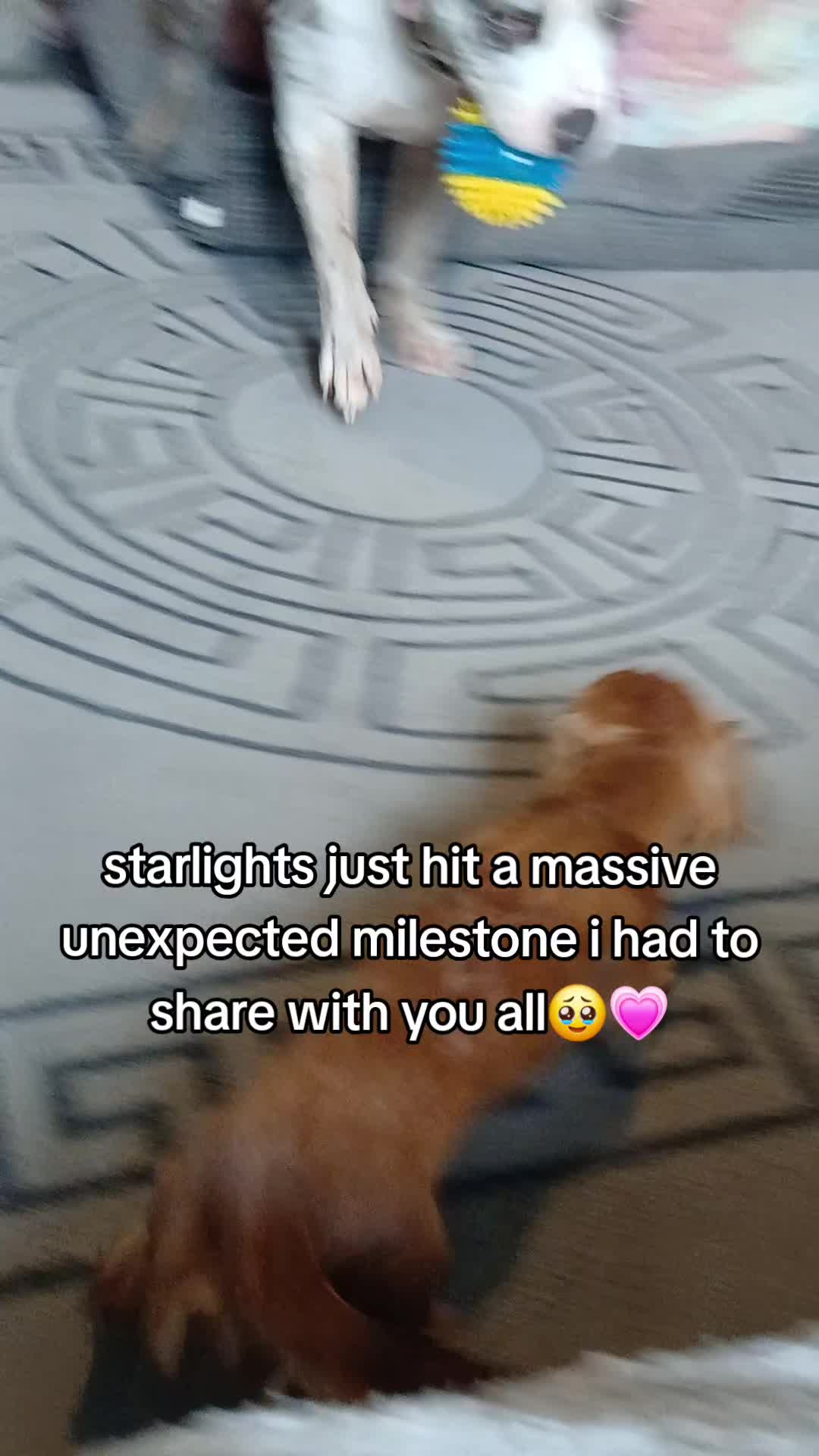 @kirsty+starlight the xl bully