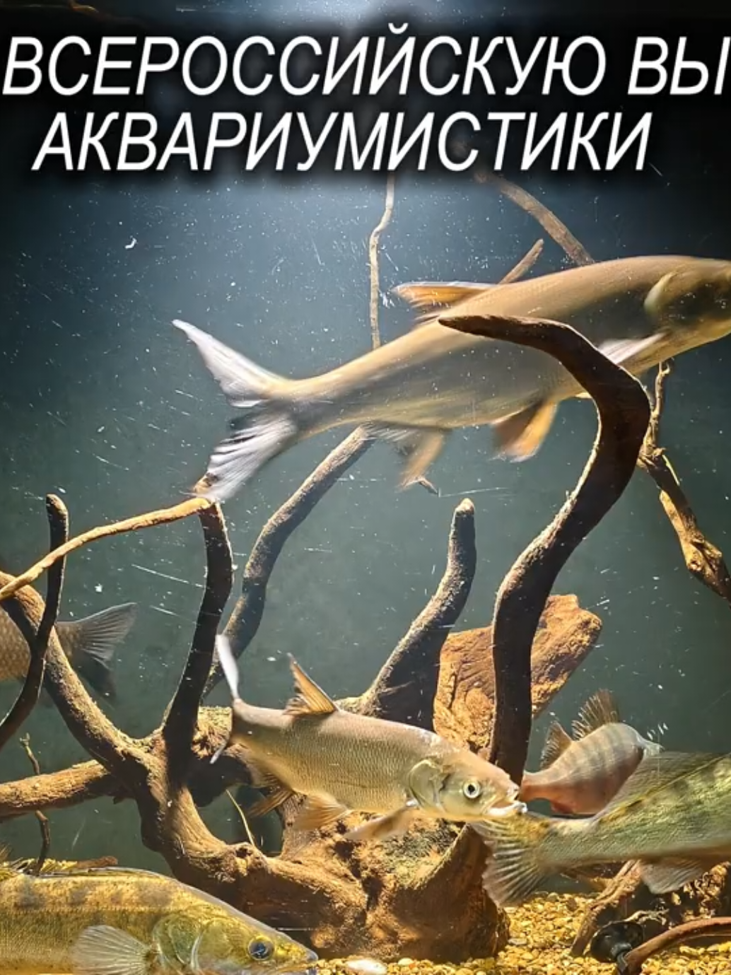@Судак в Аквариуме