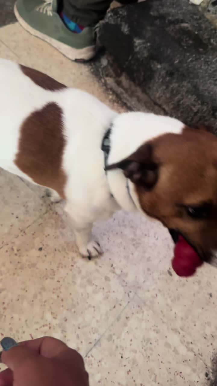 @My funny dog 🐶