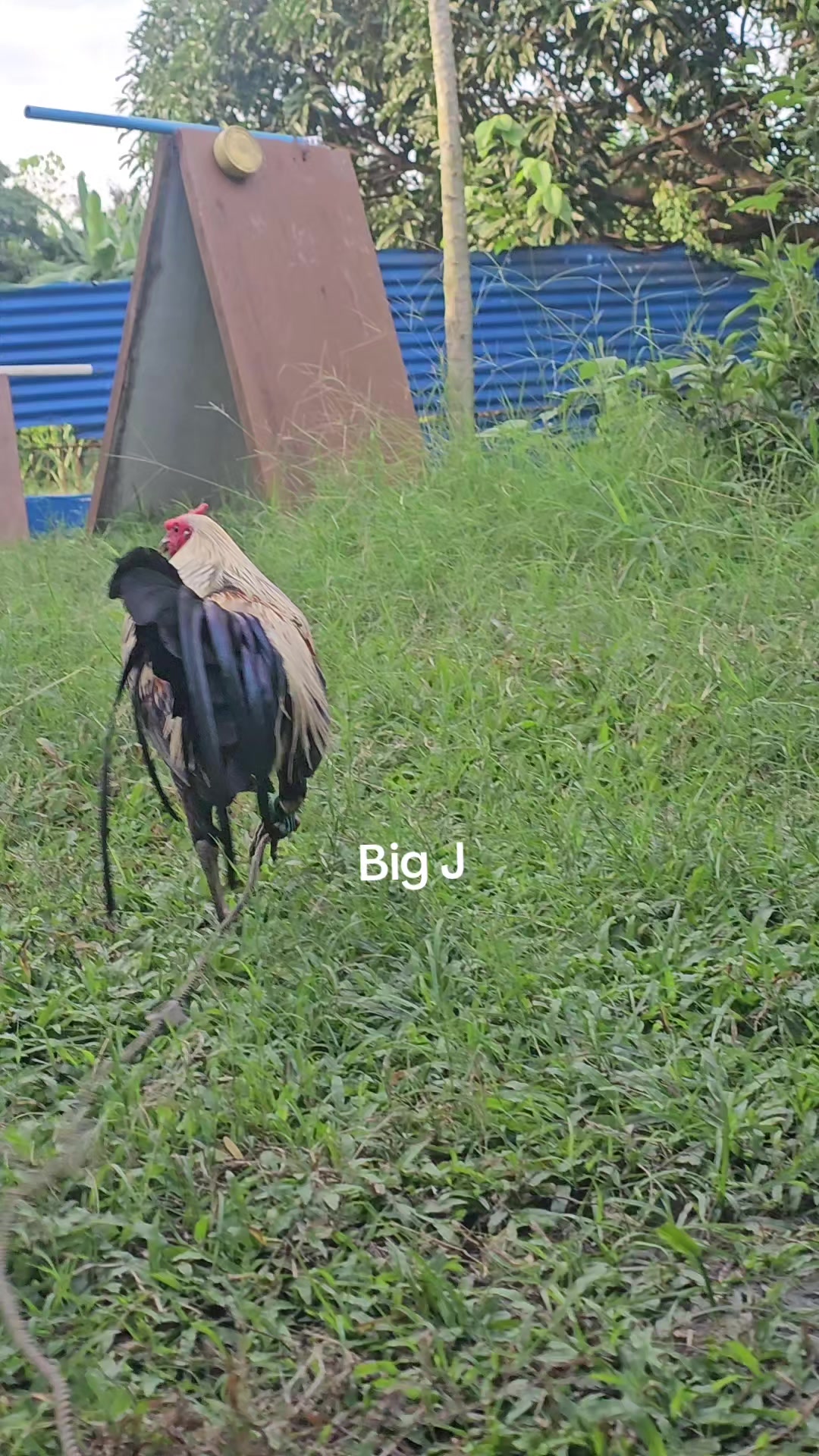 @Big J Gamefarm