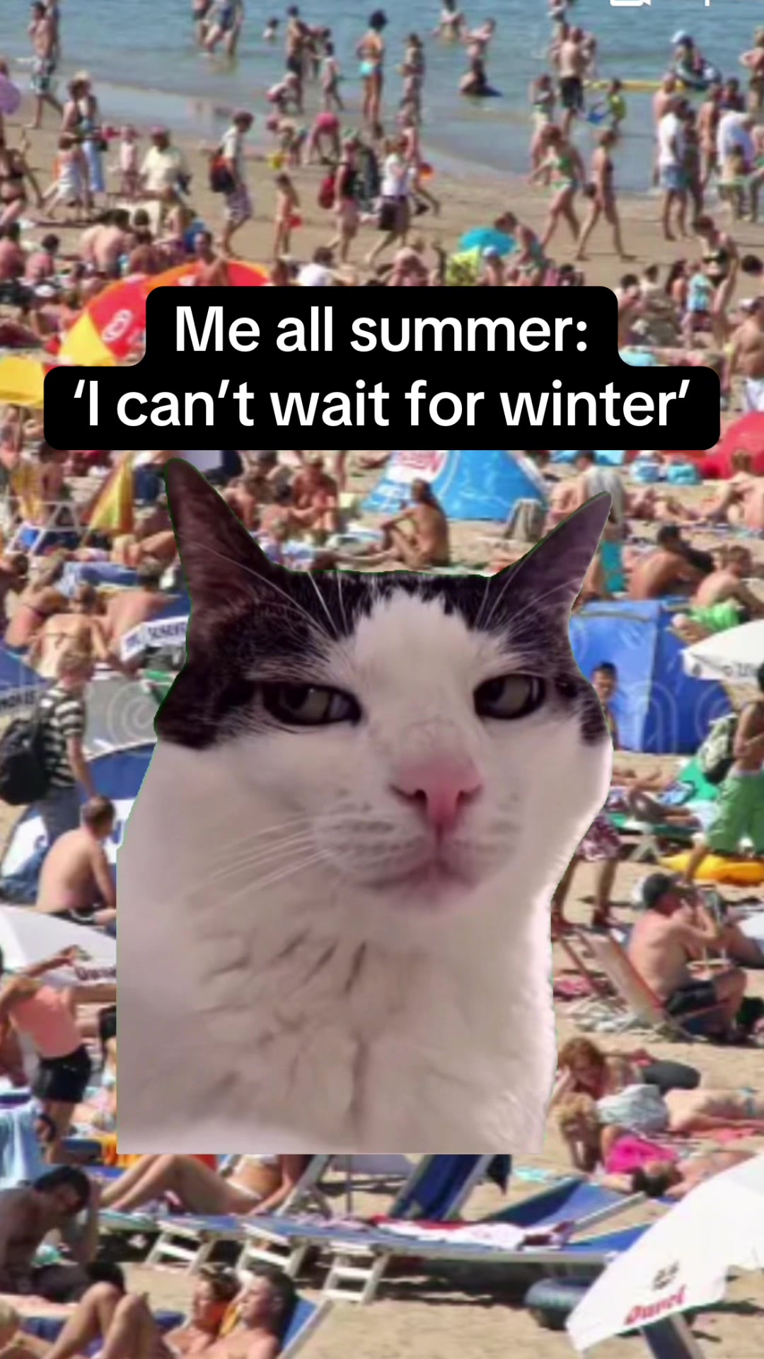 @Meow Town