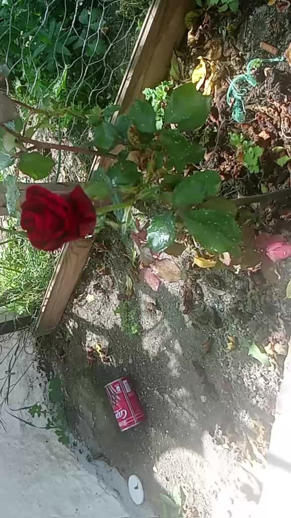@setnytndireni